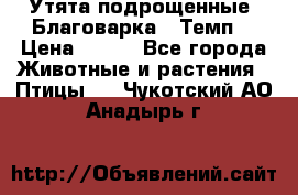 Утята подрощенные “Благоварка“,“Темп“ › Цена ­ 100 - Все города Животные и растения » Птицы   . Чукотский АО,Анадырь г.